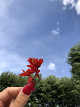 Rose Rouge Tenue Vers Le Ciel