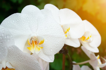 White orchid with drops