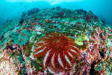 A Crown of Thorns starfish feeding on hard corals on a damaged coral reef