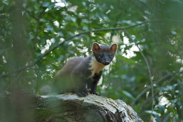 European pine marten, martes martes
