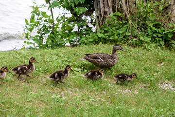 Ducks in a row mother duck walking on grass near lake with baby ducklings following behind