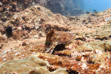 A well camouflaged Cuttlefish hidden amongst corals on a tropical reef