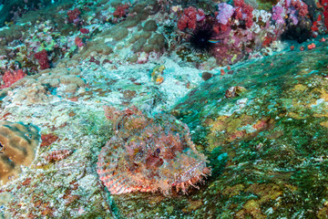 Obraz na płótnie Canvas Camouflaged Scorpionfish on a coral reef in Myanmar