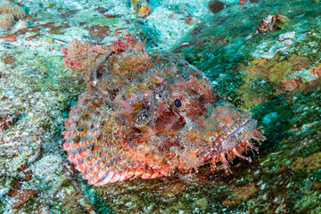 Camouflaged Scorpionfish on a coral reef in Myanmar