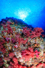 A beautiful tropical coral reef covered with fragile, delicate soft corals
