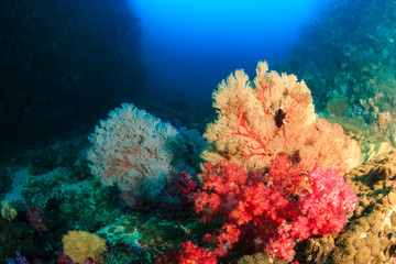 A beautiful tropical coral reef covered with fragile, delicate soft corals