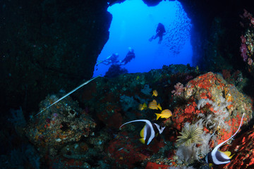 SCUBA divers exploring an underwater swim through and tropical coral reef as Western Rocky, Mergui Archipelago, Myanmar