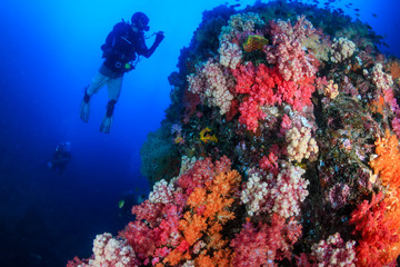 Naklejka na ściany i meble SCUBA diver exploring a colorful, healthy tropical coral reef