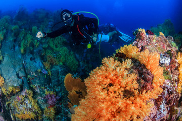 Fototapeta premium SCUBA diver exploring a colorful, healthy tropical coral reef