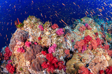 Tropical fish swimming around a vibrant, colorful tropical coral reef