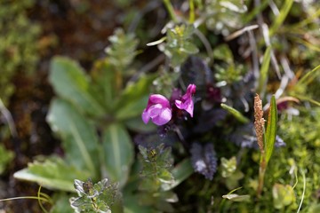 The parasitic flower Pedicularis asplenifoli