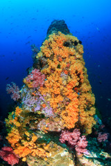 A beautiful, colorful tropical coral reef system in Asia