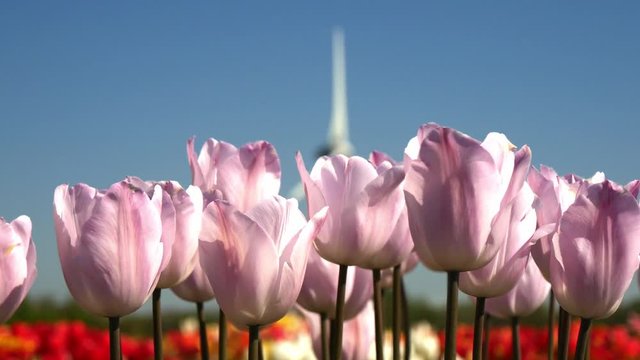 Fiori tulipani coltivati in Olanda