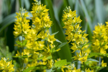 Yellow lysimachia punctata in bloom, beautiful flowering wild plant
