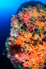 Plakat Beautifully colored soft corals on a thriving tropical coral reef