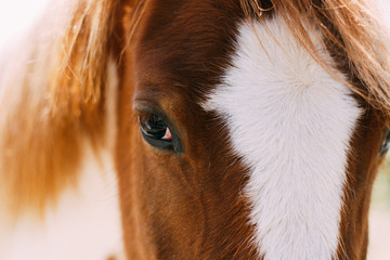 А look of a red horse, a horse's eye