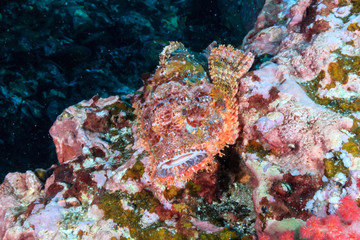 Fototapeta na wymiar A camougflaged Scorpionfish on a tropical coral reef