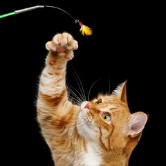 Portrait of Playful Ginger Cat raising up paw with claws for catching toy on Isolated Black Background