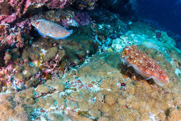 Obraz na płótnie Canvas Cuttlefish on a dark, murky tropical coral reef in Asia