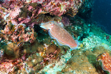 Cuttlefish on a dark, murky tropical coral reef in Asia