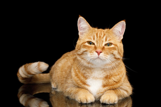 Lying Ginger Cat with squinting looks on Mirror Isolated Black background