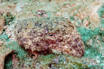Fototapeta na wymiar A small, well camouflaged Cuttlefish on a murky tropical coral reef in Myanmar