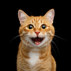 Naklejka premium Śmieszny portret Szczęśliwy Uśmiechnięty Imbirowy kot Wpatruje się z rozpieczętowanym usta i dużymi oczami na Odosobnionym Czarnym tle