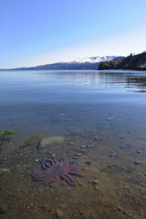 Purple sunflower star underwater, Kachemak Bay