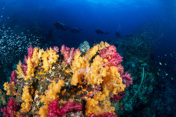 A brightly colored tropical coral reef in the Mergui Archipelago, Myanmar