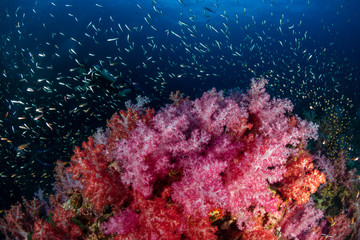 Fototapeta na wymiar A brightly colored tropical coral reef in the Mergui Archipelago, Myanmar