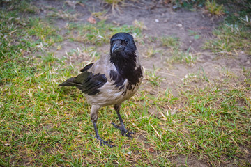 Crow close-up