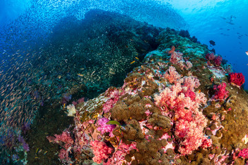 A brightly colored tropical coral reef in the Mergui Archipelago, Myanmar