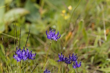 Flowers of the rampion Phyteuma hemisphaericu