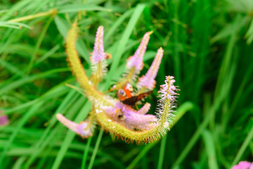 Butterfly Peacock eye on flower close-up