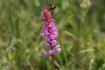 Early-purple orchid (Orchis mascula)