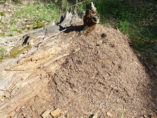 муравейник