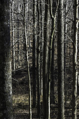 Fototapeta premium A wooded area invites contemplation