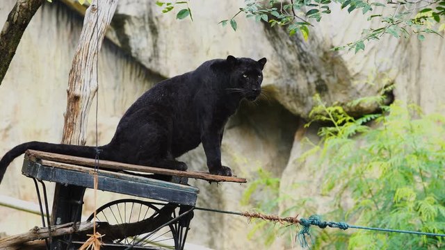 black panther resting in the forrest
