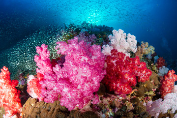 Colorful soft corals and tropical fish swarm around a thriving tropical coral reef in the Mergui Archipelago