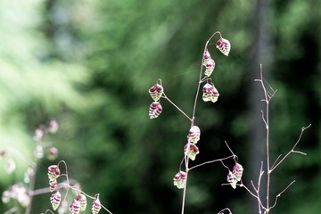 Common quaking grass (Briza media)