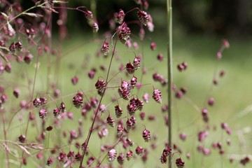 Common quaking grass (Briza media)