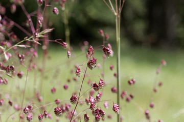 Common quaking grass (Briza media)