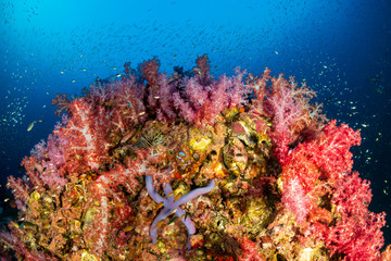 A beautiful, brightly colored tropical coral reef in a tropical ocean