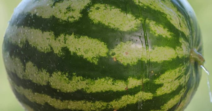 Pouring water on a fresh ripe watermelon