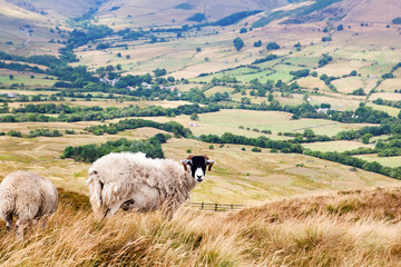 Fototapeta premium Peak District National Park in Derbyshire, England. sheep in Mam Tor with the view of the fields and pastures, selective focus