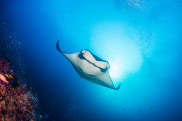 Fototapeta na wymiar A beautiful Oceanic Manta Ray swimming in the ocean next to a tropical coral reef in the Mergui Archipelago