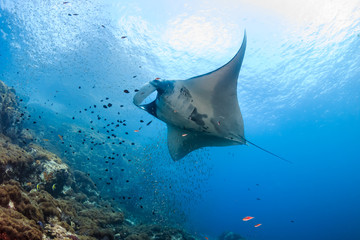 A beautiful Oceanic Manta Ray swimming in the ocean next to a tropical coral reef in the Mergui Archipelago - obrazy, fototapety, plakaty