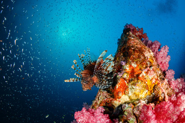 Fototapeta na wymiar A beautiful Lionfish swimming next to a brightly colored, healthy tropical coral reef