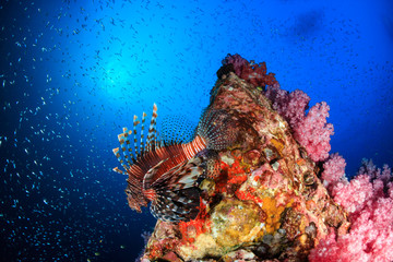 A beautiful Lionfish swimming next to a brightly colored, healthy tropical coral reef
