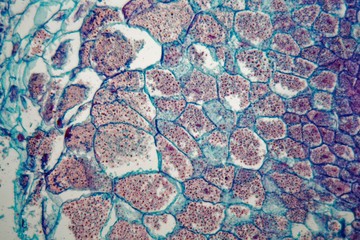 Cross section through cells of a seedling from a maize plant under the microscope